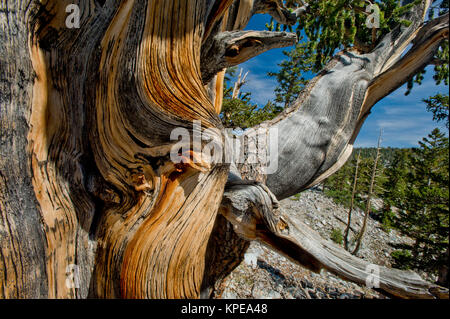 Pino bristlecone (Pinus longaeva) en el Parque Nacional de la Gran Cuenca Nevada. Más antiguas conocidas no clonal de organismo sobre la tierra.