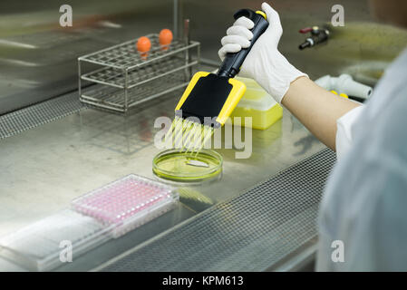 Investigador transferencias líquido para pruebas de placa de 96 pocillos para laboratorio microbiológico Foto de stock