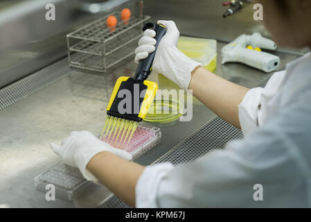 Investigador transferencias líquido para pruebas de placa de 96 pocillos para laboratorio microbiológico Foto de stock