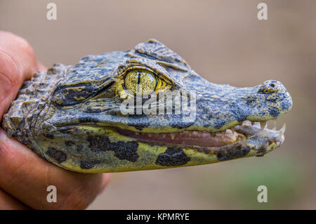 Una mano sujetando un cocodrilo bebé Fotografía de stock - Alamy