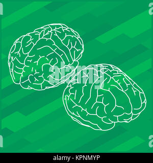 Contorno vectorial ilustración del cerebro humano. Foto de stock