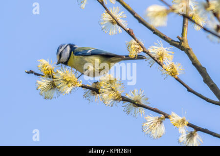 Eine Blaumeise am blühenden Weidenast Foto de stock