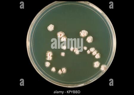 KH7 - 🎅 El 99,9% de las #bacterias no pasarán las #navidades en