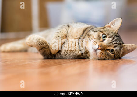 Gris adulto mestizo cat yace en el suelo, estirando las patas delanteras Foto de stock