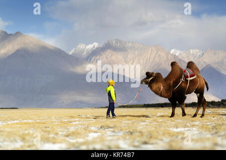 Joven muchacho occidental caballo doble joroba de camello y cruzar el desierto en el valle de Nubra, Ladakh, Jammu y Cachemira, la India Foto de stock