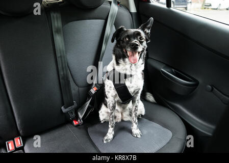 Perro con cinturón de seguridad en el asiento del coche Fotografía de stock  - Alamy