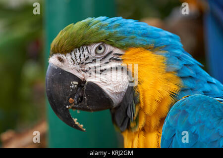 Azul y Amarillo guacamayo (Ara ararauna) - loros cabeza desde el lateral