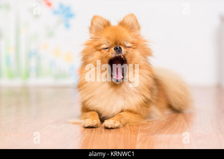 El perro de la raza del perro Pomerania yace en el suelo, estirando sus patas delante de él y bostezos