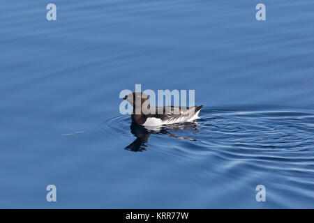 Poco auk / dovekie (Alle alle) nadando en las aguas del océano Ártico Foto de stock