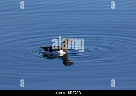 Poco auk / dovekie (Alle alle) nadando en las aguas del océano Ártico Foto de stock