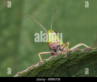 Common Green Grasshopper (Omocestus viridulus) foto frontal del adulto en el borde de una hoja de zarzas. Cahir, Tipperary, Irlanda. Foto de stock
