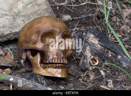 Hueso del cráneo humano tendido en el suelo Foto de stock