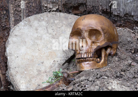 Cráneo humano permanece en una vieja tumba Foto de stock