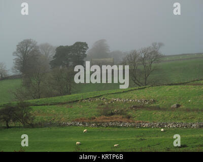 Misty paisaje rural en Cumbria, Inglaterra, Reino Unido con el antiguo granero o casa de campo, muros de piedra seca sheep & otoño los árboles como ash, espino, pino Foto de stock