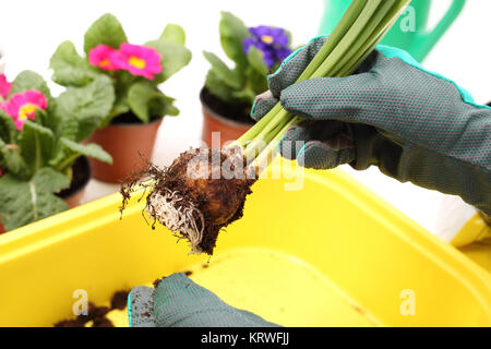 plantación de plantas de bulbo, jacinto. jacinto, trasplante de plantas  Fotografía de stock - Alamy