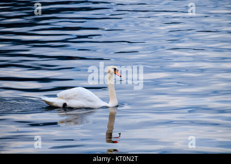 En el White Swan Lake Foto de stock