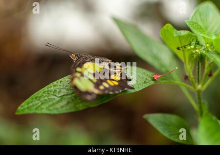 Una malaquita mariposa sobre una hoja verde con sus alas extendidas Foto de stock