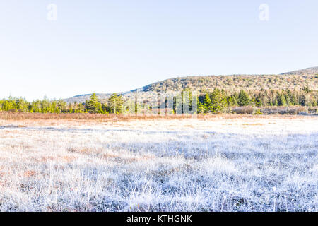 Frost Blanco campo invernal paisaje de prado con arbustos y la luz del sol de la mañana en el desierto de arándano glades bog, West Virginia y plantas cubiertas de hielo Foto de stock