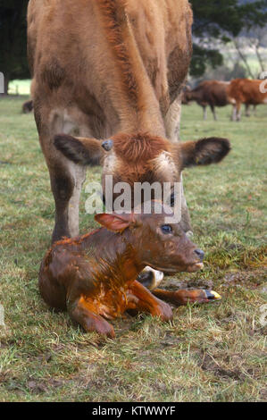 Madre Jersey vaca con ternero recién nacido, Costa oeste, Nueva Zelanda Foto de stock
