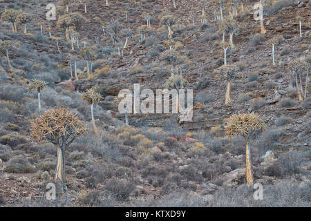 El carcaj de árboles (Kocurboom) (Aloe dichotoma), Gannabos, Namakwa, Namaqualand, Sudáfrica, África