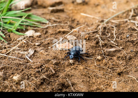 Dor escarabajo rastreos en tierra húmeda (Anoplotrupes stercorosus)