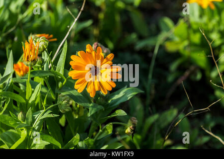 Calendula officinalis, tallos de flores de caléndula naranja con hojas  Fotografía de stock - Alamy