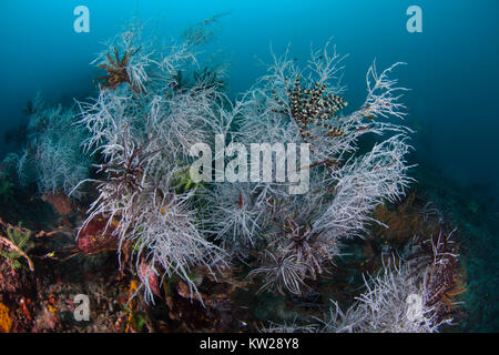 Estrellas de plumas en un coral negro Foto de stock