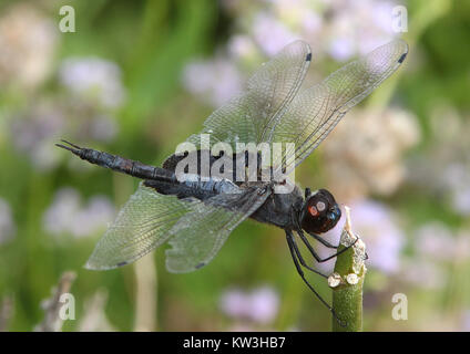 Alforjas (Tramea lacerata negro) (11 6 13) el centro de mariposas, Mission, TX 02 (11151994633) Foto de stock
