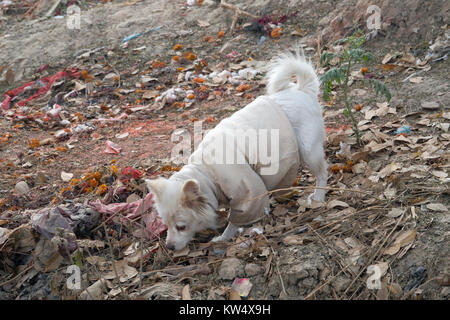 Perro callejero llevaba chaqueta y bindi en la frente Foto de stock