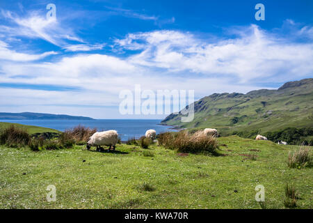 Ovejas y cabras en la bahía llamada Camas nan Geall, Ardnamurchan, Escocia Foto de stock