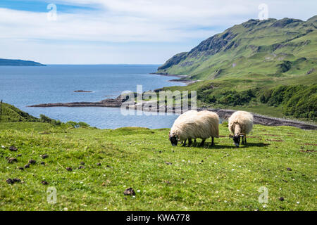 Ovejas y cabras en la bahía llamada Camas nan Geall, Ardnamurchan, Escocia Foto de stock