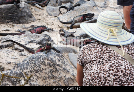 Galápagos - turista fotografiar iguanas marinas, Isla Espanola, Islas Galápagos, Ecuador Sudamérica Foto de stock