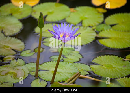 Waterlily púrpura y amarillo sobre un estanque de colores de la naturaleza