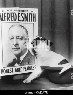 Un momento cómico en Alfred E. Smith de la campaña presidencial de 1928. El pequeño perro sentado en Derby se presentó a Smith liga independiente de Illinois, en Chicago (BSLOC 2016 7 31) Foto de stock