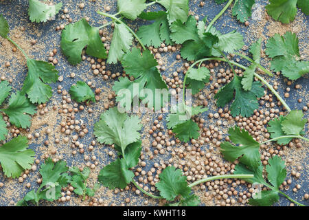 Coriandrum sativum. Semillas de cilantro, hojas y polvo en la pizarra Foto de stock