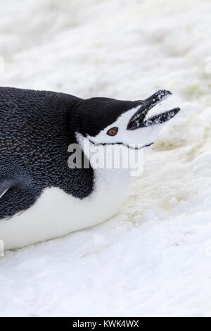 ; Pingüinos de barbijo (Pygoscelis antarcticus; anillado; pingüinos pingüino barbudo; stonecracker penguin; la mitad de la isla de La Luna; la Antártida Foto de stock