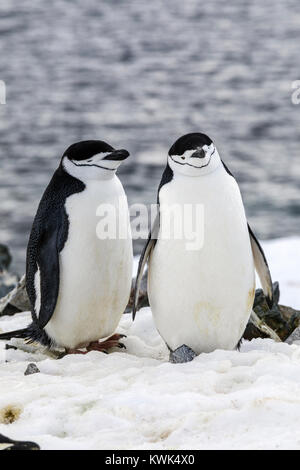 ; Pingüinos de barbijo (Pygoscelis antarcticus; anillado; pingüinos pingüino barbudo; stonecracker penguin; la mitad de la isla de La Luna; la Antártida Foto de stock