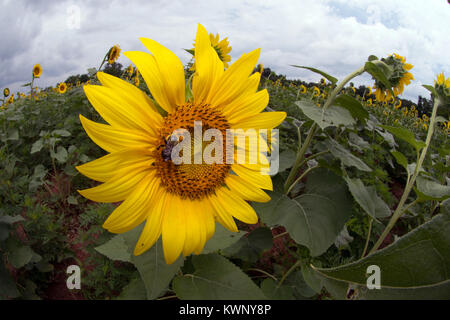 Se cultivan girasoles para atraer aves y polinizadores a una reserva de fauna en Maryland, Estados Unidos de América. Foto de stock