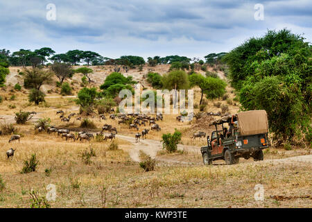 El ñu azul y safari coche en valle del Parque Nacional Tarangire, Tanzania, África