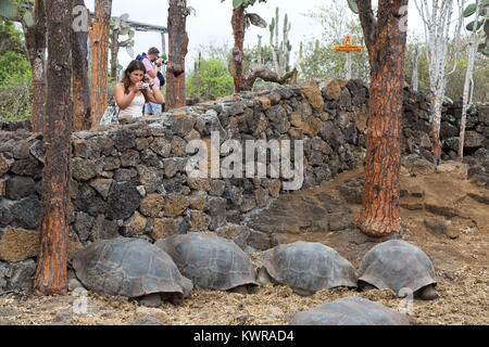 Los turistas en busca de tortugas gigantes, Estación de Investigación Charles Darwin, Isla Santa Cruz, Galápagos, Ecuador Sudamérica Foto de stock