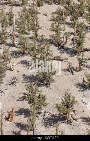 Vista de pájaro del bosque de viejo crecimiento compuesto de Gran Cuenca pinos bristlecone (Pinus longaeva) en el Schulman Grove en el Antiguo Bristlecone