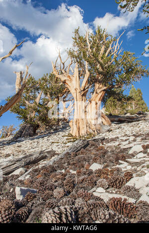 Centenarios de la Gran Cuenca del pino bristlecone (Pinus longaeva) en el Patriarca Grove, antiguo bosque de pinos bristlecone (CA, USA). Los conos de pino en primer plano.