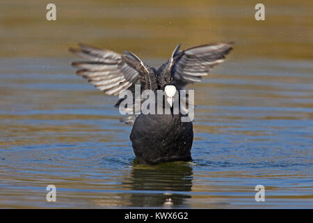Focha Común (Fulica atra) batir las alas en el estanque Foto de stock
