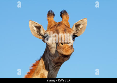 Retrato de una jirafa (Giraffa camelopardalis) contra un cielo azul, Sudáfrica Foto de stock