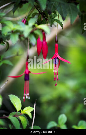 Fucsia colgantes: dos rojos y púrpuras, flores silvestres de estambres fucsia colgando bajo creciente sobre un jardín Foto de stock