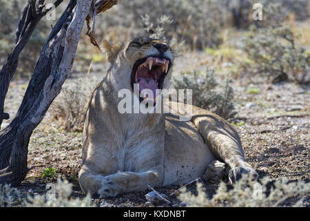 León Africano (Panthera leo), el bostezo lavica tumbados a la sombra de un árbol, el Parque Nacional de Etosha, Namibia Foto de stock