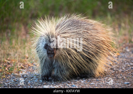 Porcupine en la ciudad santuario de vida silvestre (Erethizon dorsatum) Foto de stock