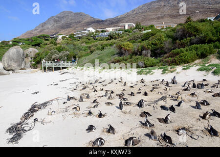 Colonia de Pingüinos africanos,Spheniscus demersus, Playa Boulders o rocas Bay, Simons Town, Sur África, Océano Índico Foto de stock