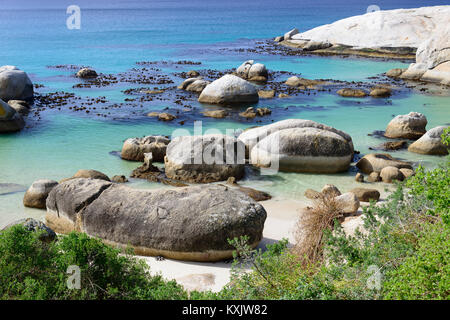 La playa Boulders con colonia de pingüinos africanos (Spheniscus demersus) en el fondo, Simons Town, Sur África, Océano Índico Foto de stock