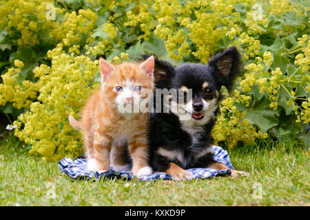 Un pequeño y lindo gatito gato atigrado rojo y un perro Chihuahua al lado de un jardín florido, una estrecha amistad Foto de stock